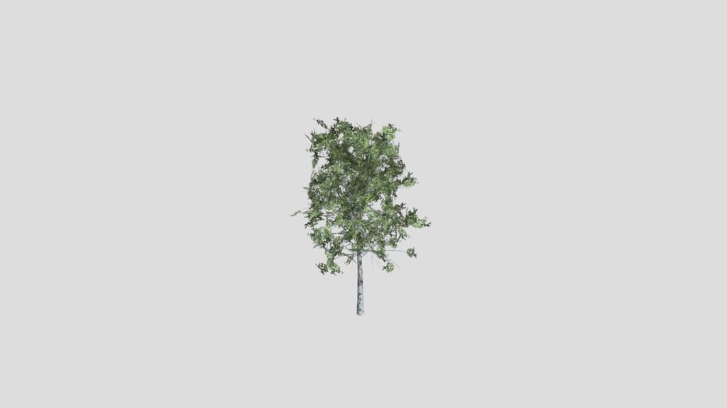 birch