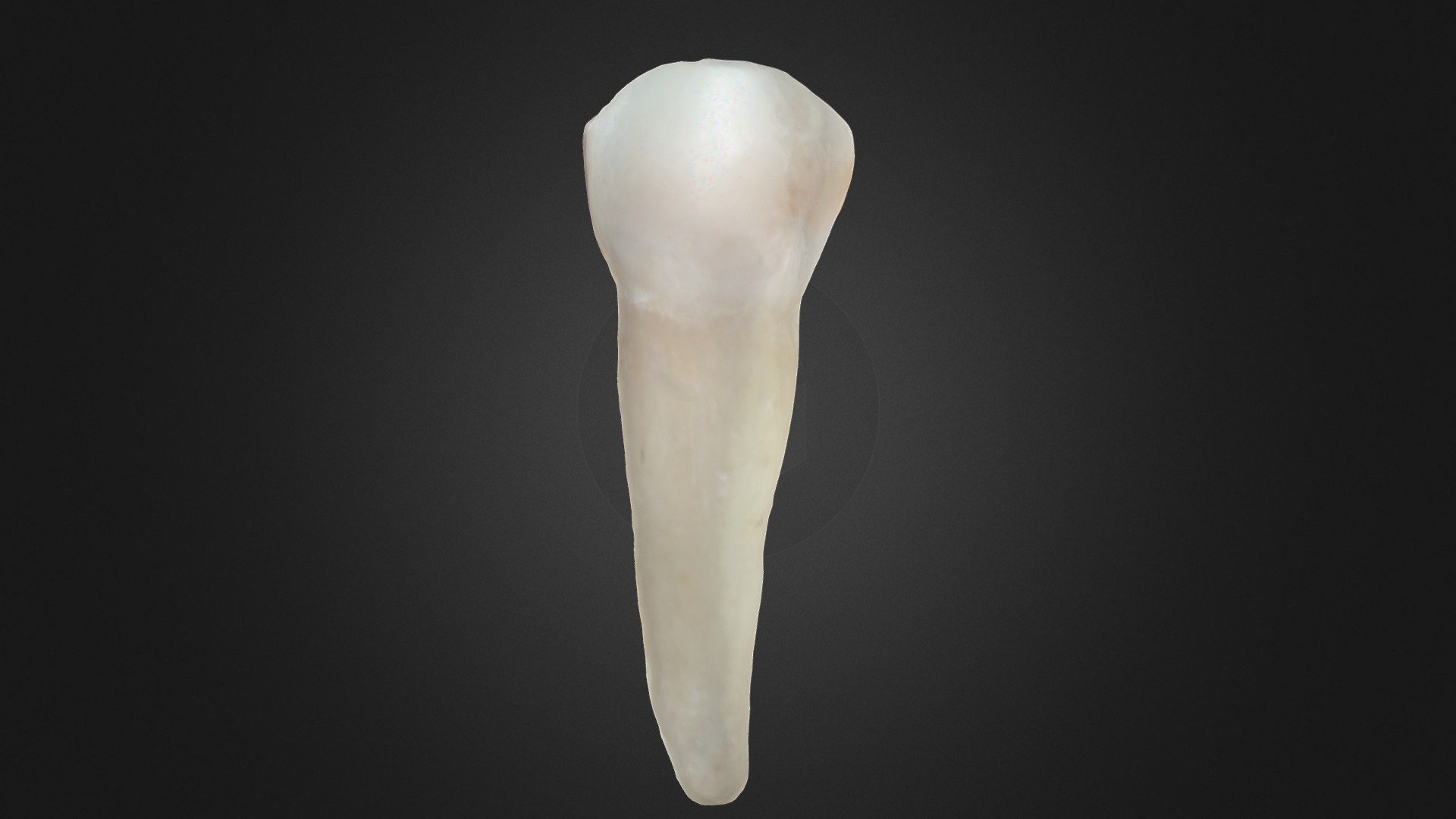 Dente 44 - Lower Right First Premolar (ID 44b) - Download Free 3D model ...