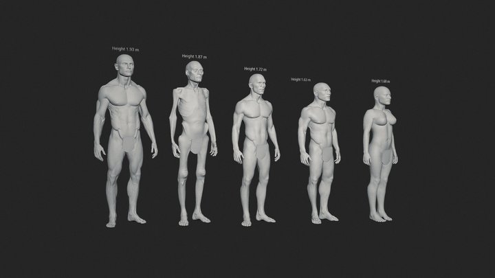W.I.P. Different Heights of Human Body 3D Model