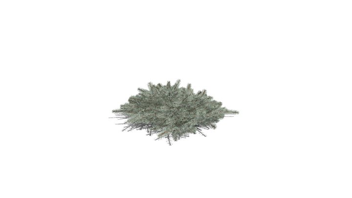 Realistic HD Blue Nest spruce (1/10) 3D Model