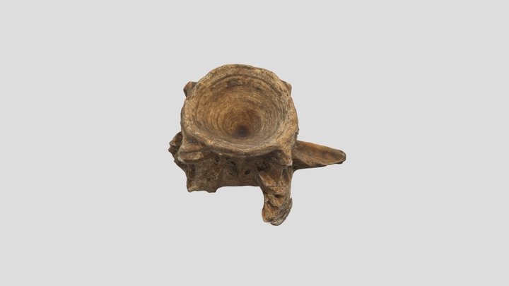 Vert taxa class question 3D Model