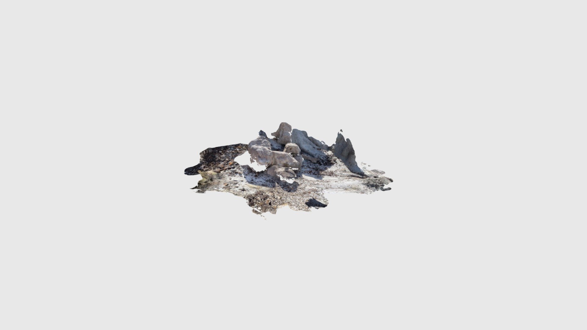 Fossil turtle