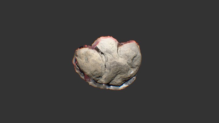 saurapod foot 3D Model