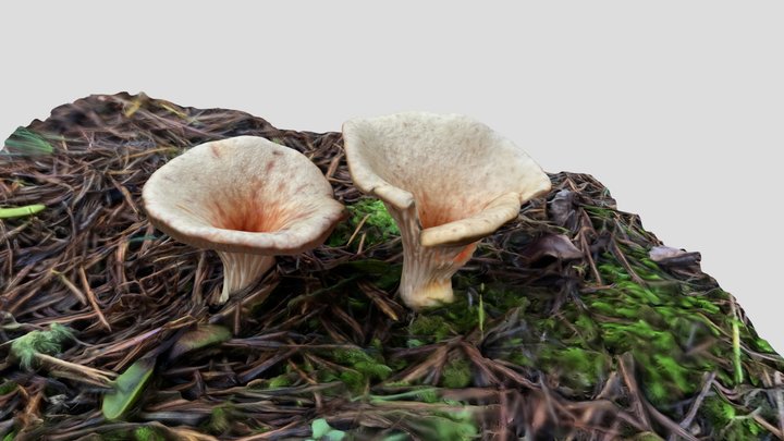Gomphus floccosus？（ウスタケ？） 3D Model