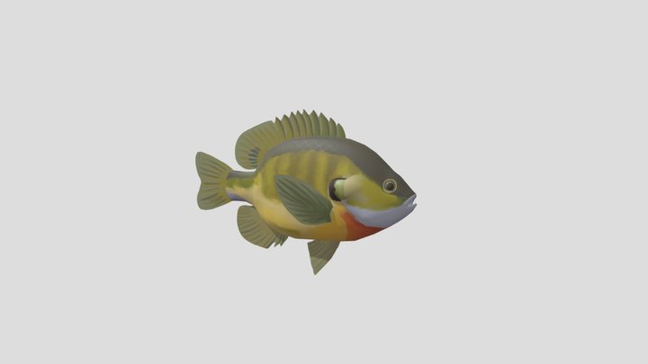 Bluegill 3D Model