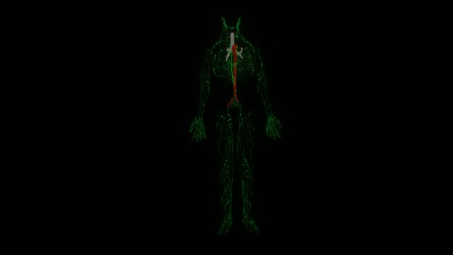Overview of the lymphatic system model 1 3D Model