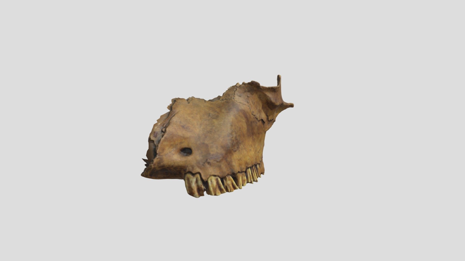 48CK302-4005B-A, Bison bison, Maxilla - Download Free 3D model by ...