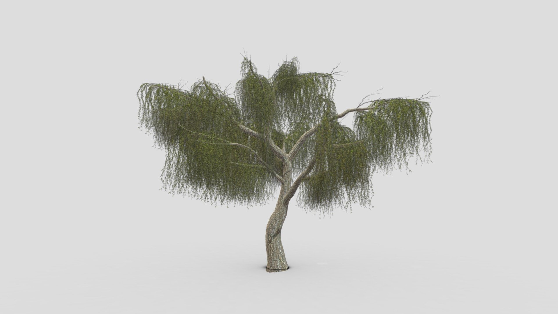 Weeping Willow Tree-13 - Buy Royalty Free 3D model by ASMA3D [8db333f ...