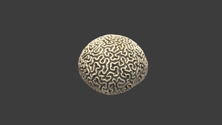 Pseudodiploria strigosa – Modello 3D gratuito STL