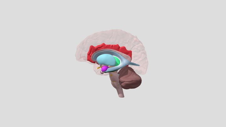 limbic-system 3D Model