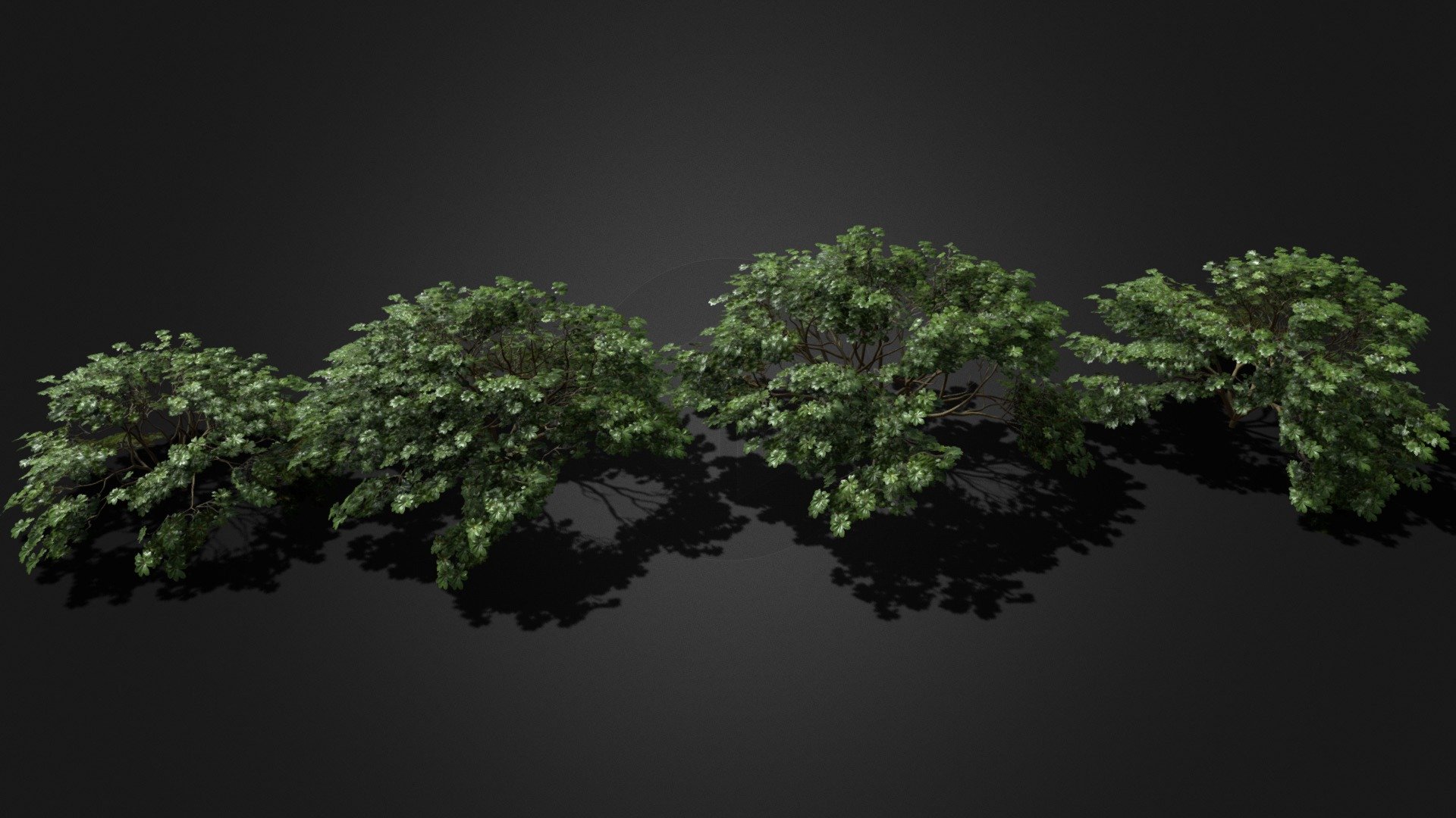 Realistic Bush/Tree Collection (Dwarf Umbrella) - Download Free 3D ...