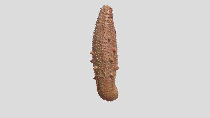 Warty Sea Cucumber 3D Model