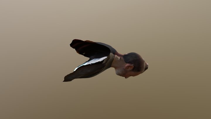 Bust5 3D Model