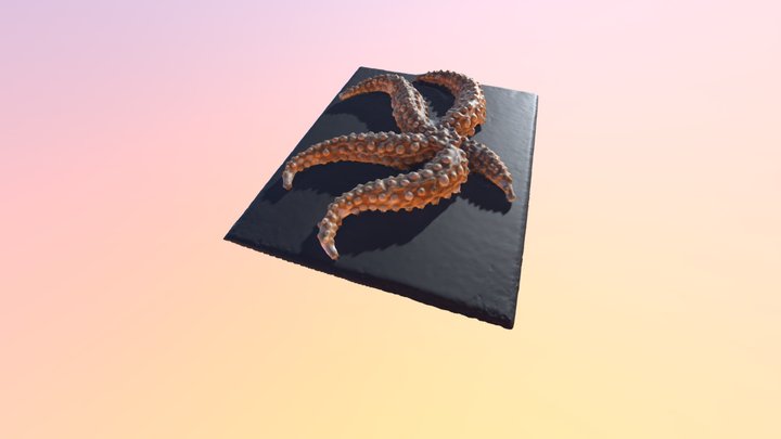 Cat. I (Zoology) 106 Palmipes pulvillus 3D Model