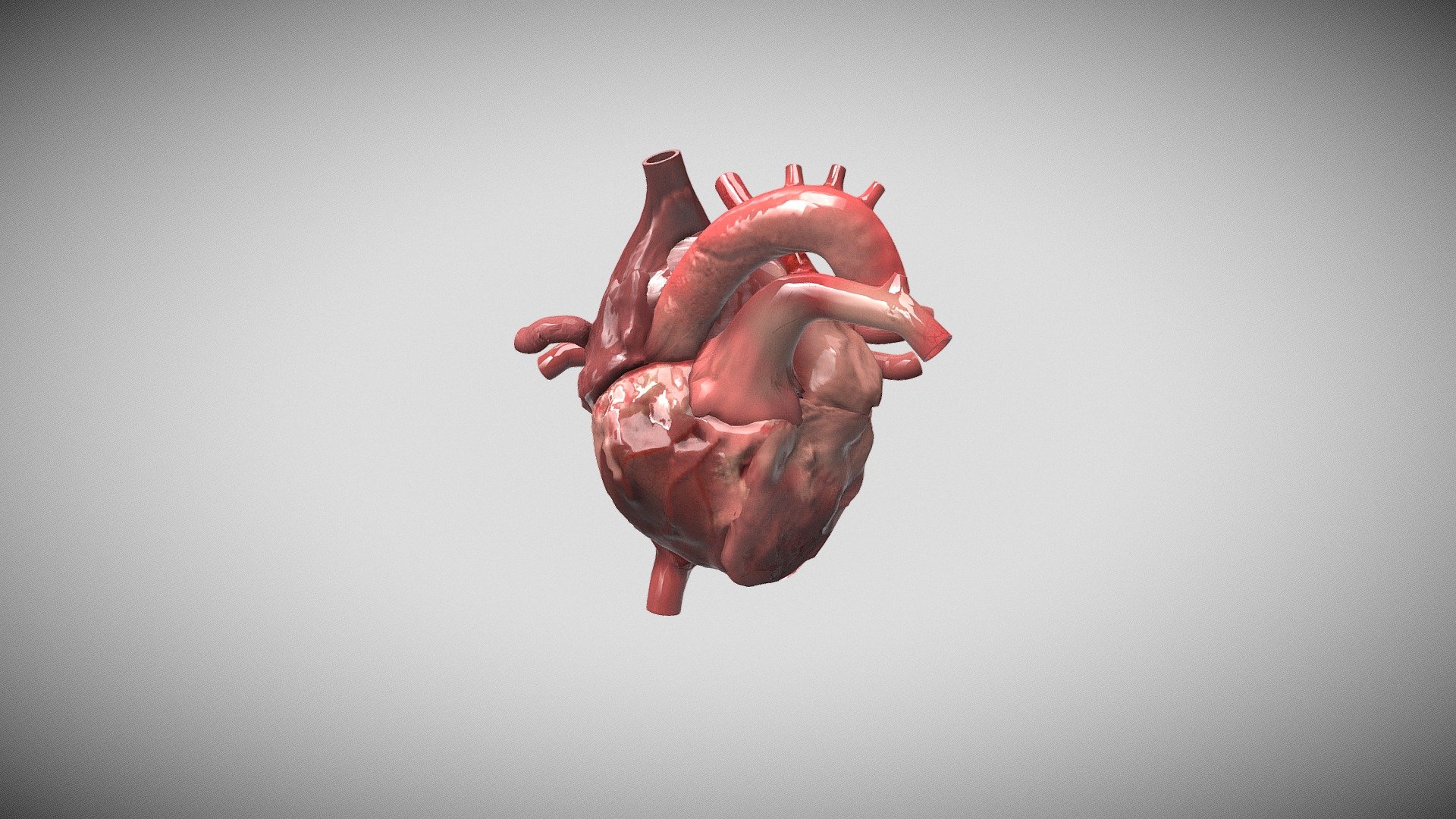 Human heart