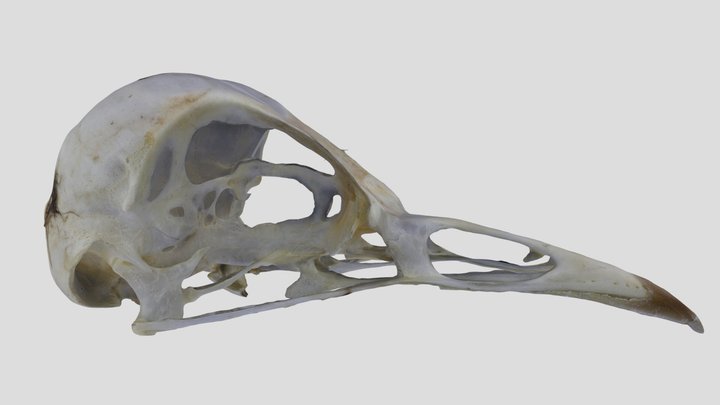 UWYMV:Bird:5884, Turdus migratorius, Crania – Gratis 3D-model STL