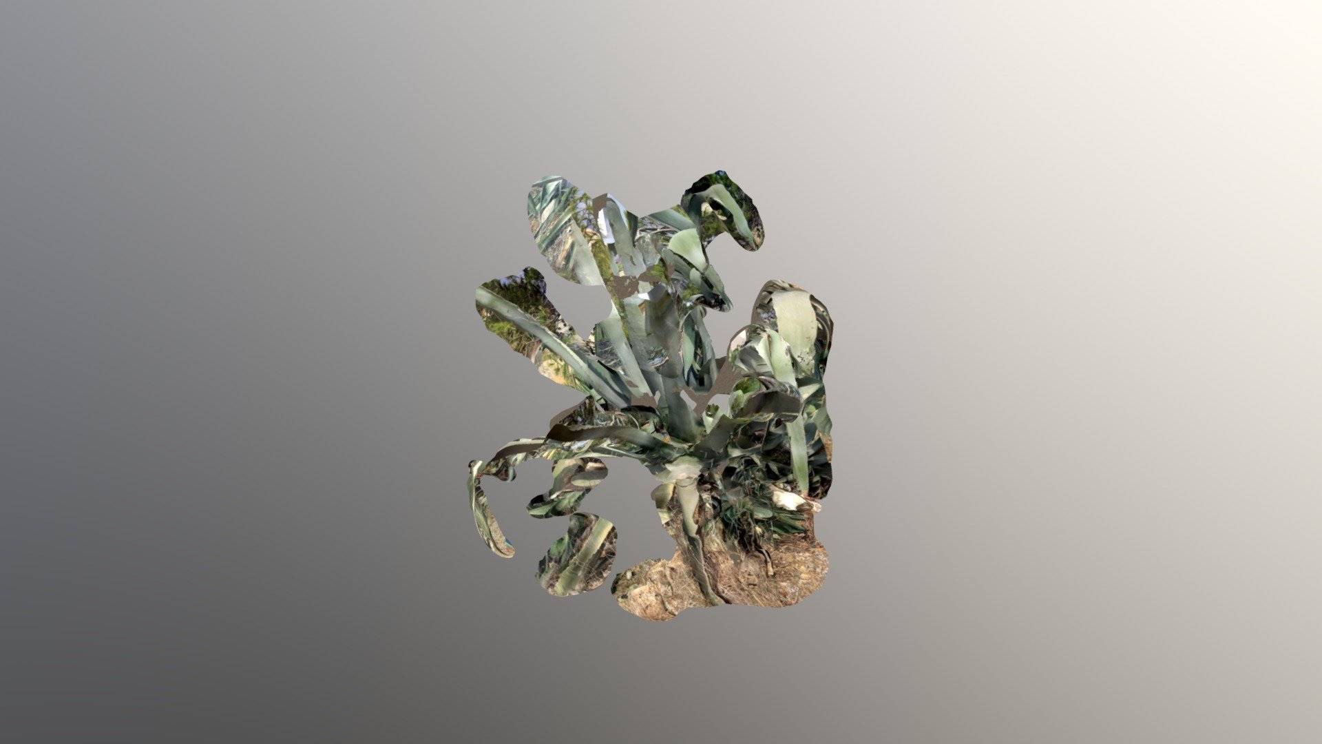 Agave 1
