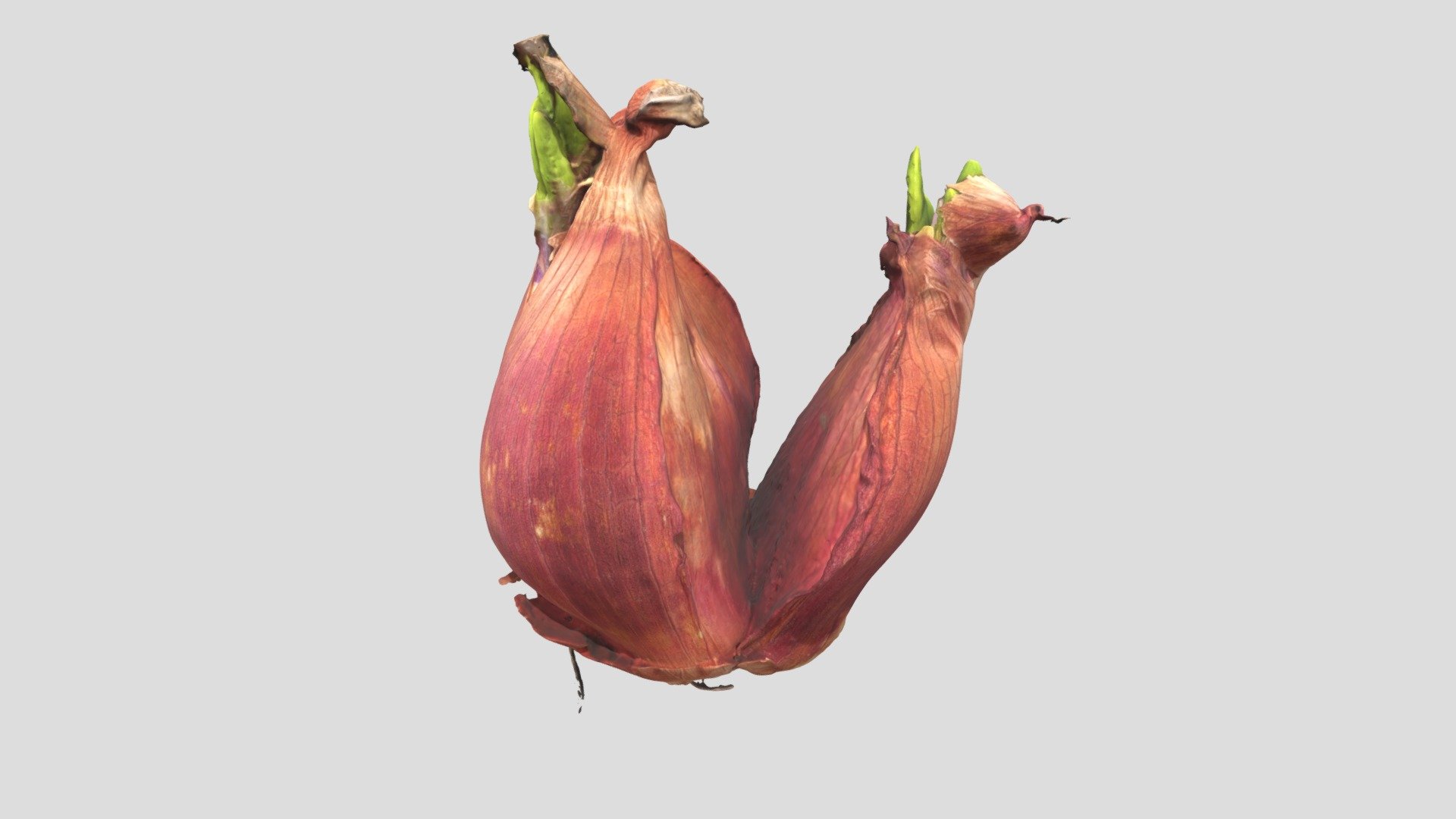Onion