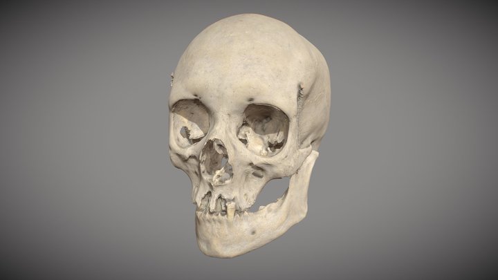 Human Skull – Photogrammetry Model 3D Model