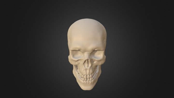 Skull Study 3D Model