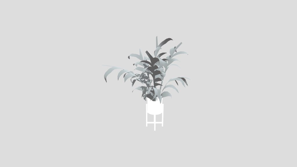 Alpania Galanga Large Potted Plant