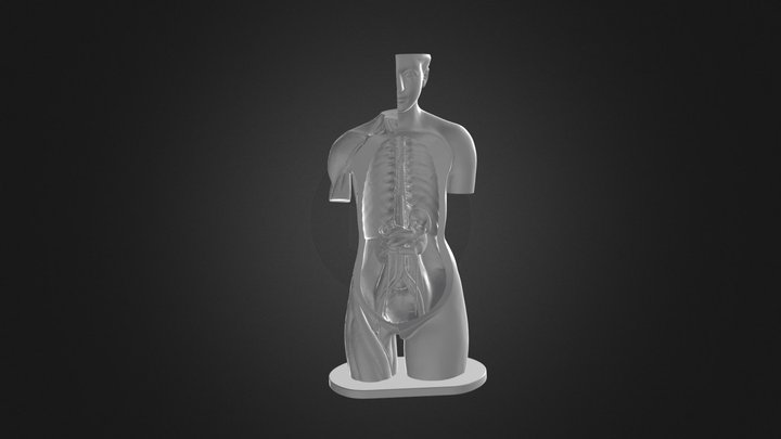 Modèle anatomique, 1930 - 1950 3D Model