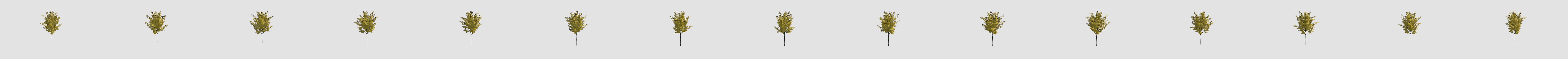 Acer  v 3D Model
