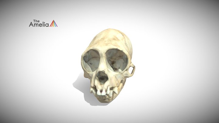 Monkey Skull (Small) 3D Model