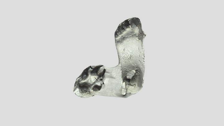 Fuß und Hundepfote 3D Model