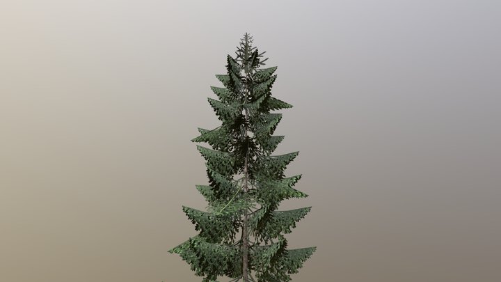 Spruce 3D Model