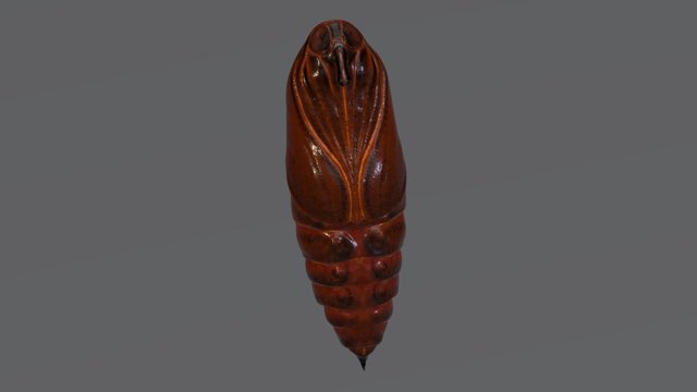 moth chrisalis 2 3D Model