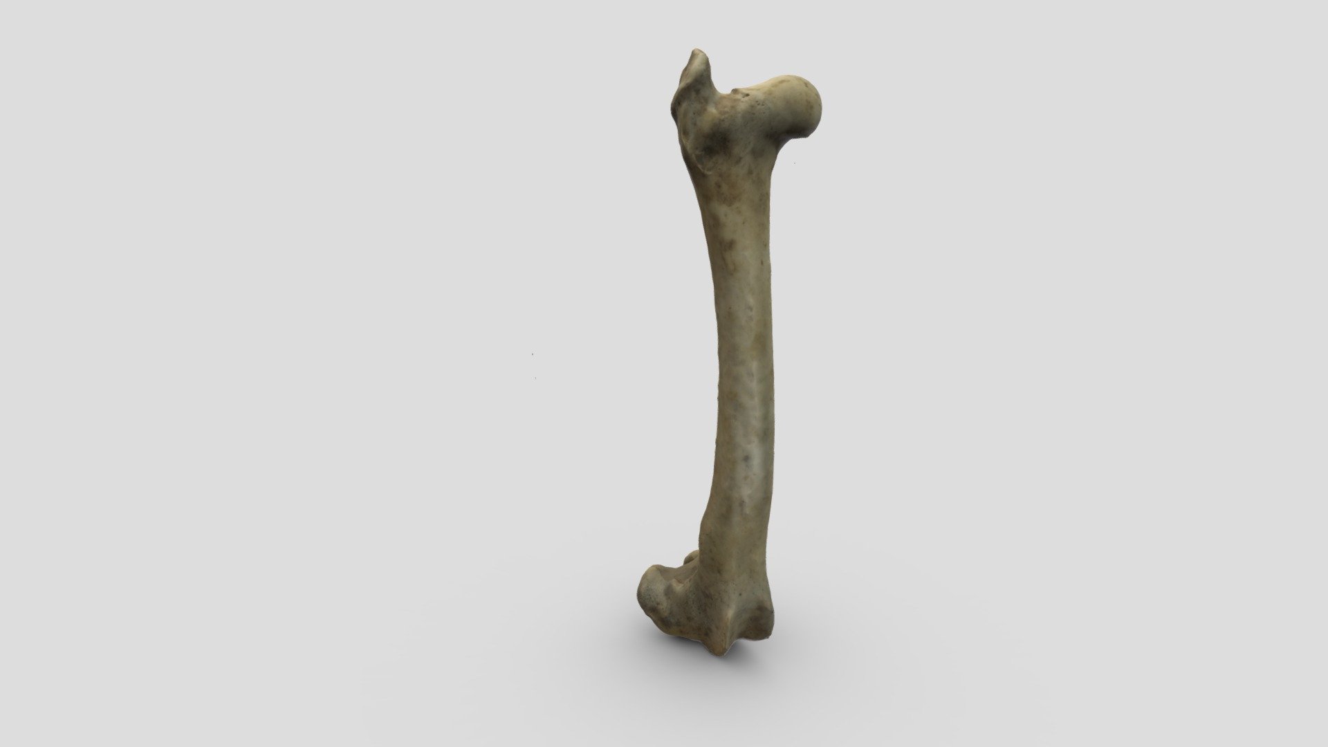 Sheep Femur - Download Free 3D model by LJMUZoology [8dd7f3f] - Sketchfab