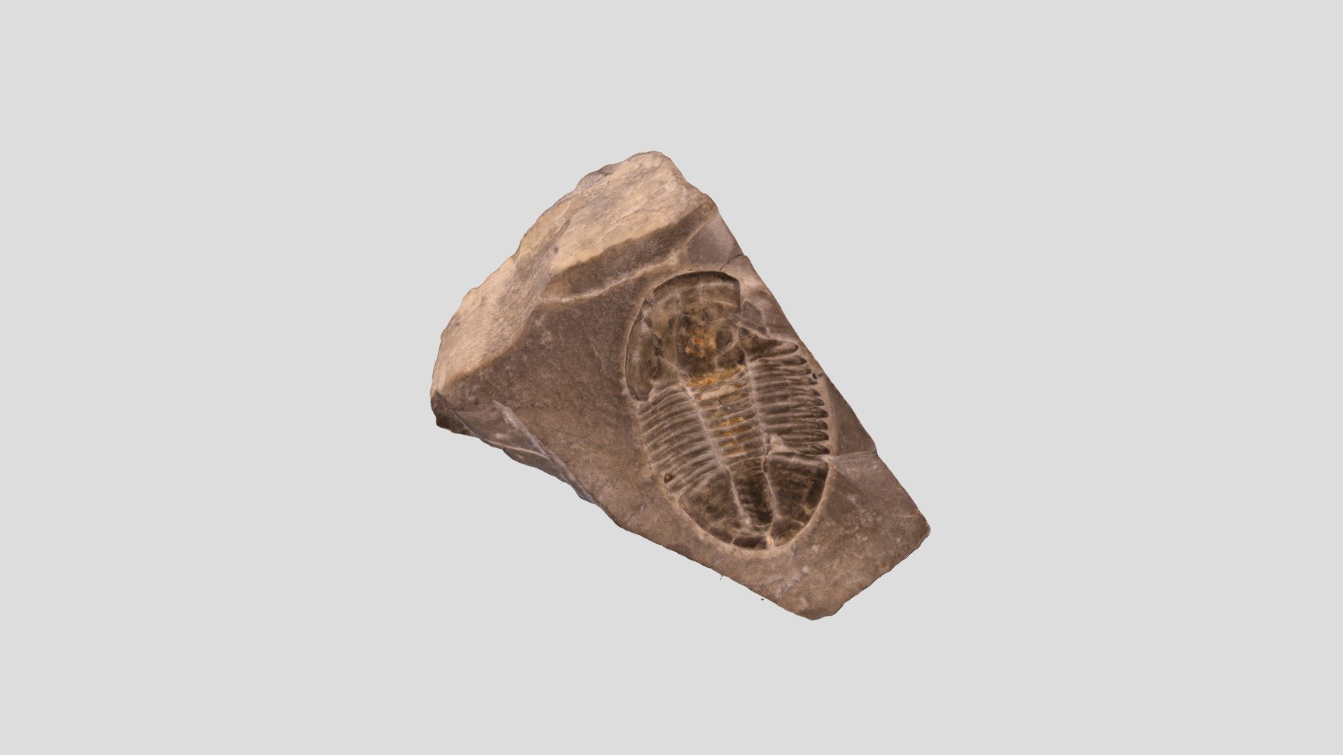 Asaphiscus wheeleri