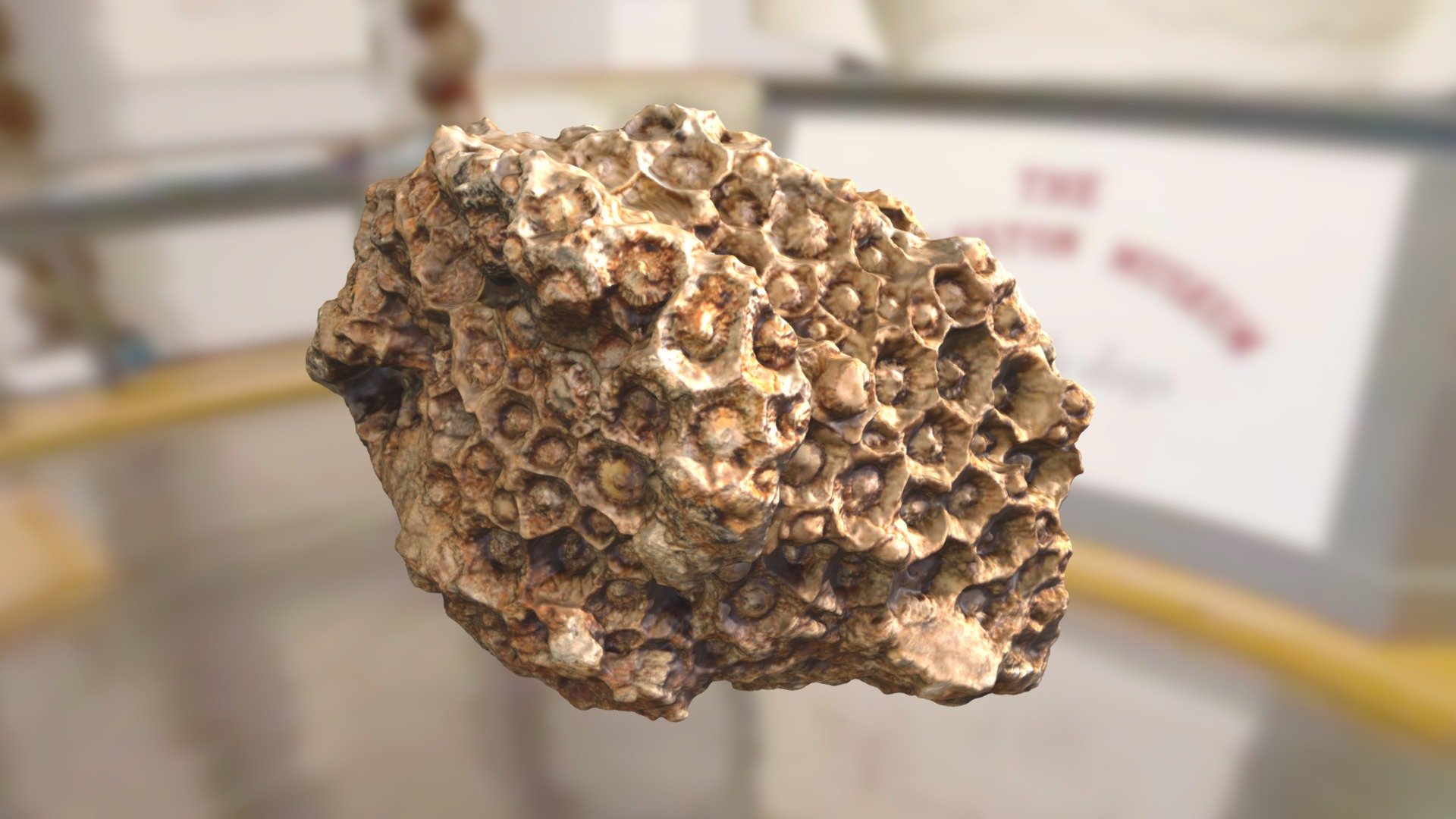 ChM 1198 - Lithostrotion Coral