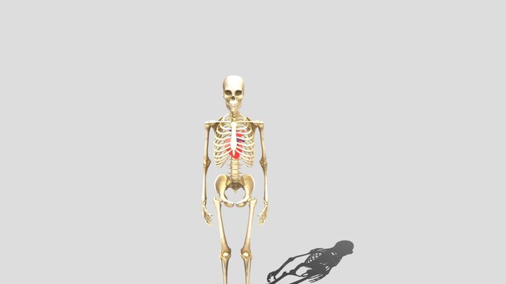 Human Skeleton with Heart 3D Model