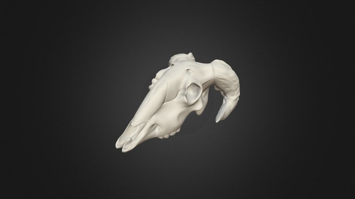 Goat Skull 3D Model
