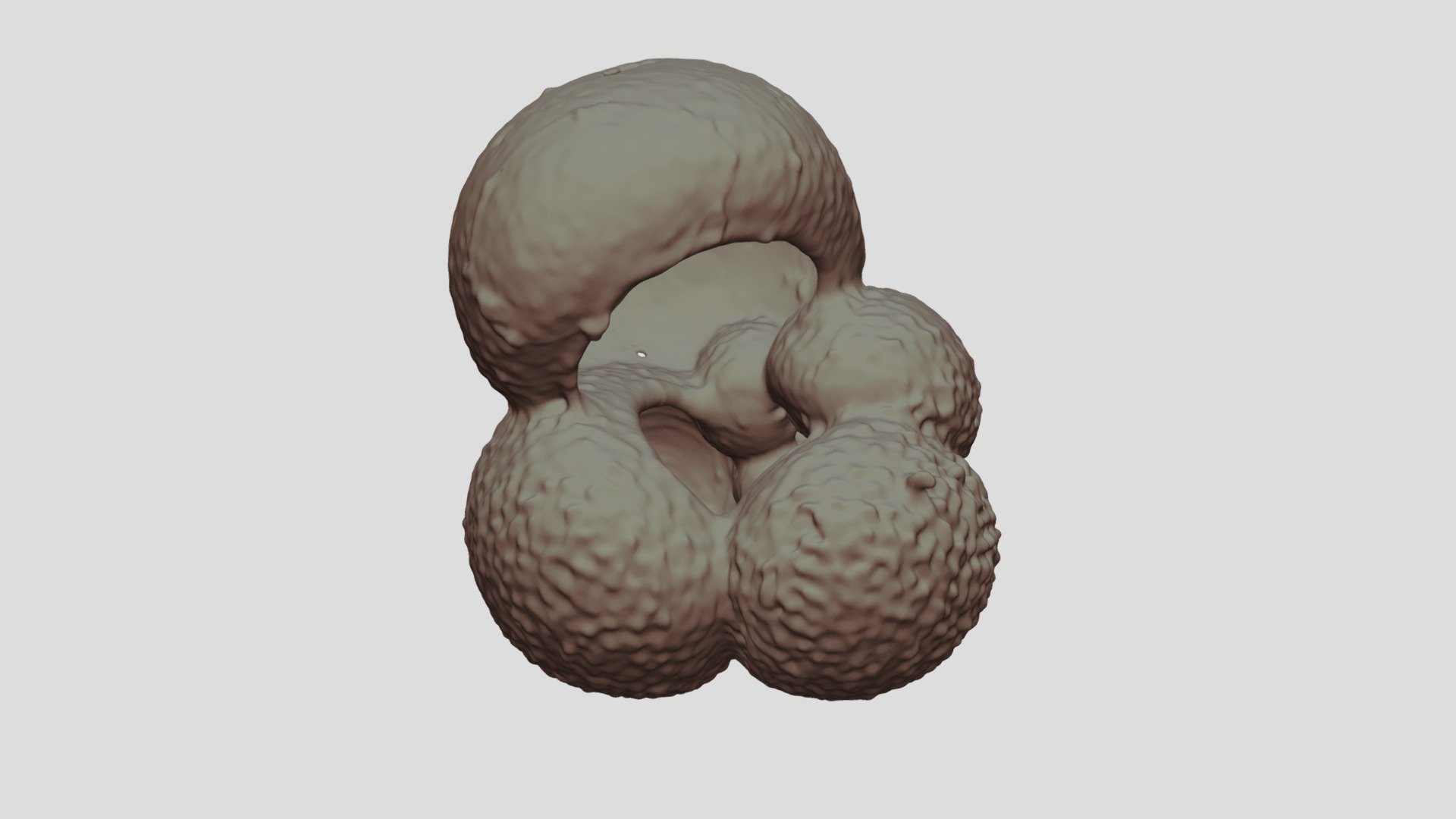 Globigerina bulloides [Geo B8502 865cm Shell-1]