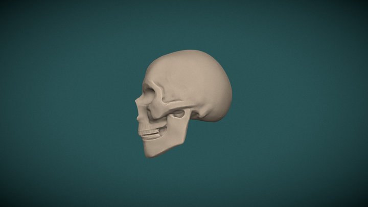 Skull 2020 07 04 3D Model