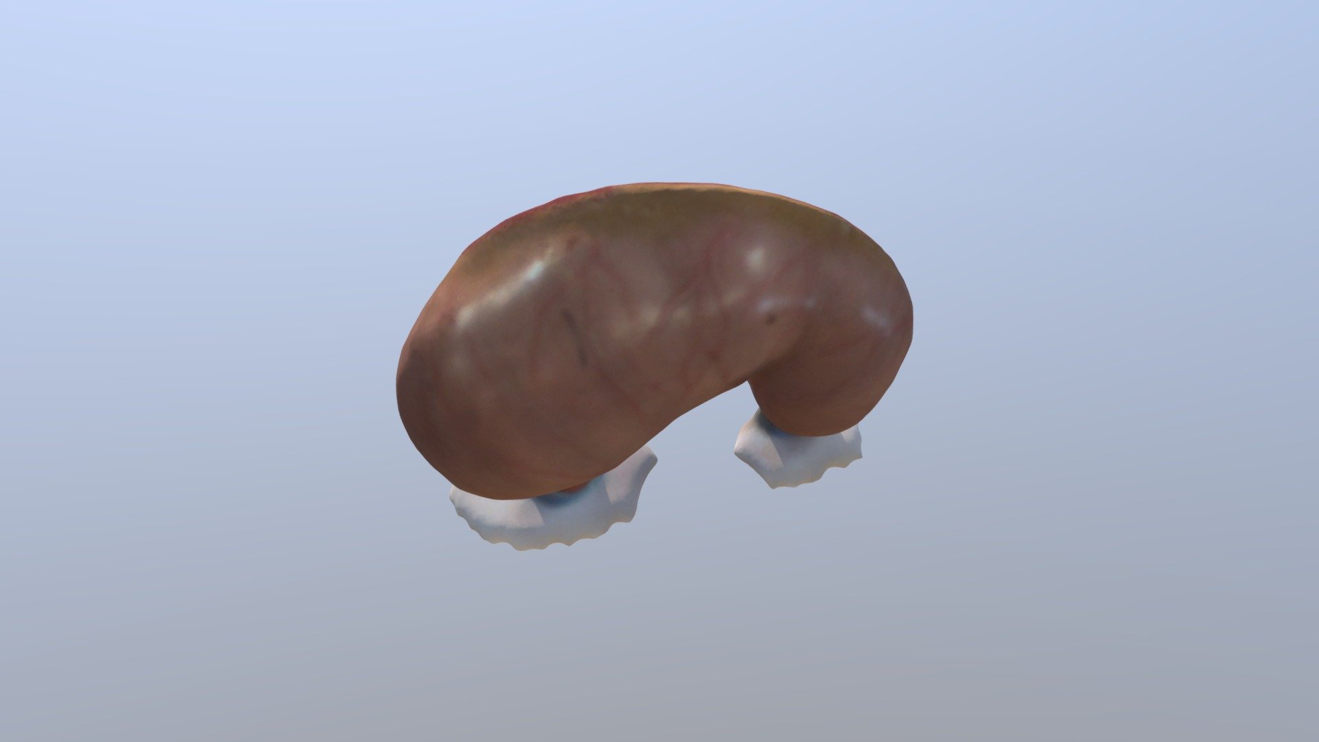 Anatomical model of the stomach