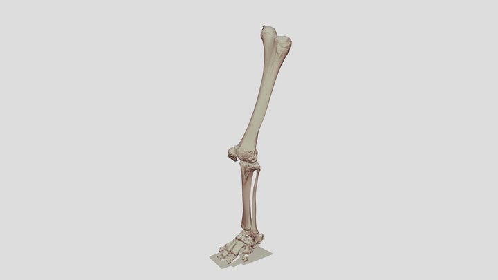 Hind Leg Of Indian Elephant UM 3D Model