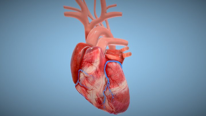 Human Heart animated PBR 3D Model