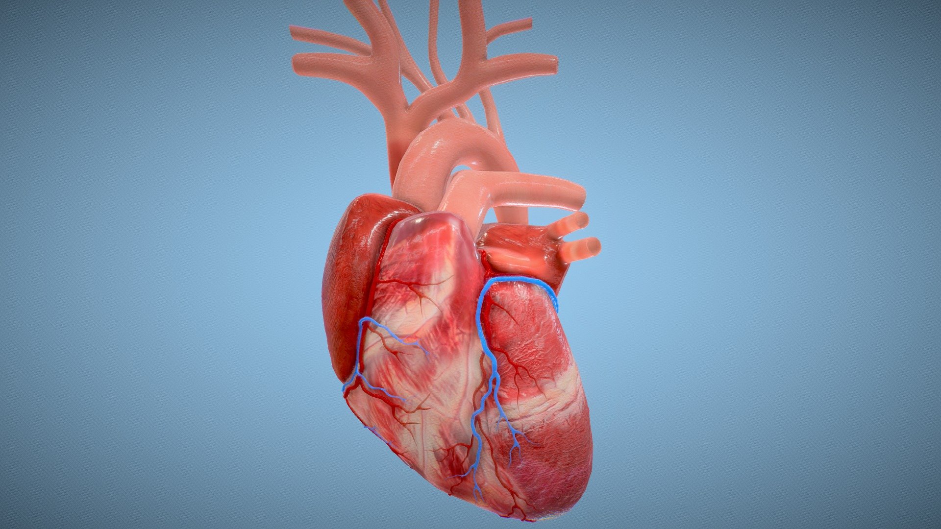 Human Heart animated PBR - Buy Royalty Free 3D model by omg3d [8dedd13] -  Sketchfab Store