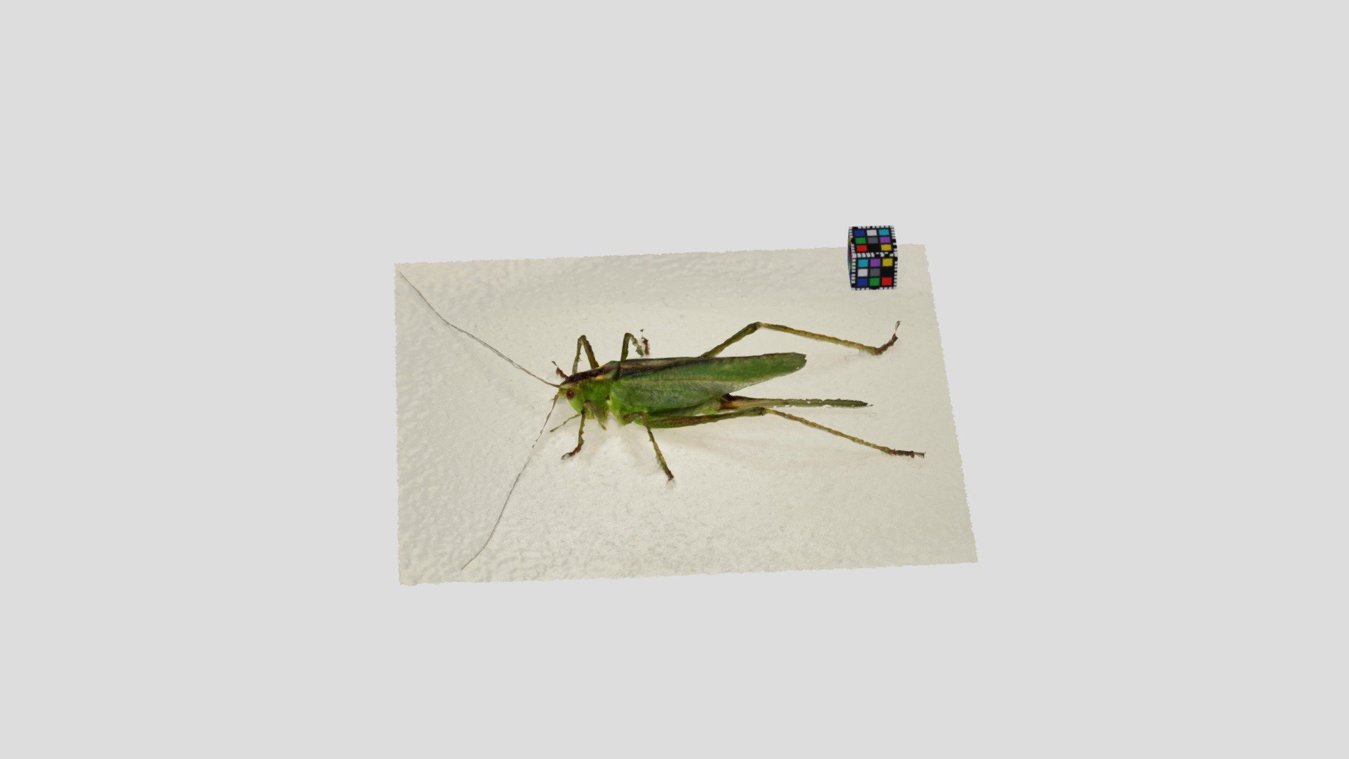 ヤブキリ Tettigonia orientalis