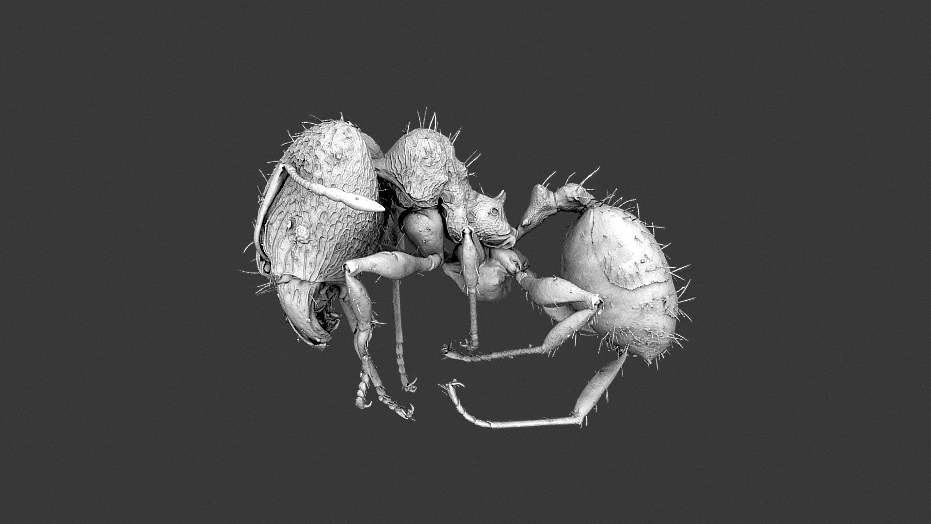 Pheidole mg083 soldier