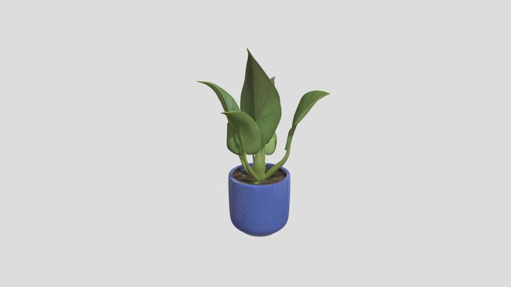 Minimalist Potted Succulent | Desktop Plant 3D