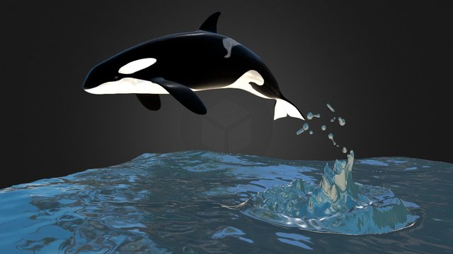 Orca Whale 3D Model