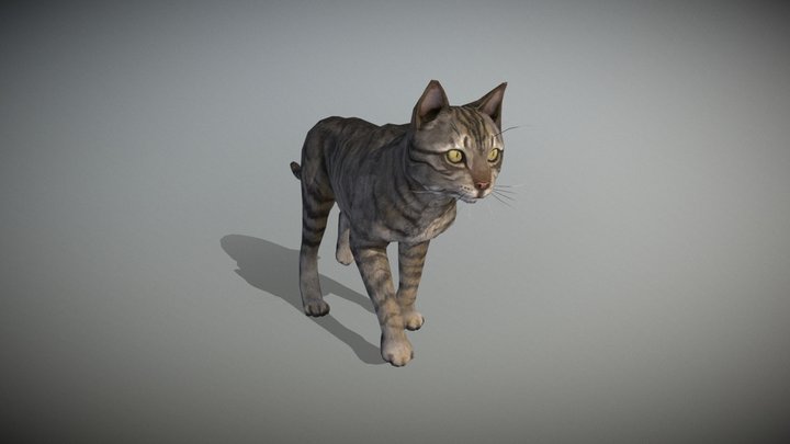Cat - Walk animation 3D Model