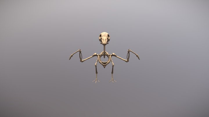 готовый скелет high 3D Model