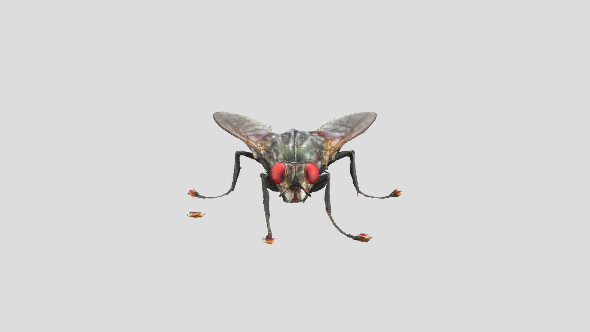 Fly - Download Free 3D model by Mrjager02 [8e01443] - Sketchfab