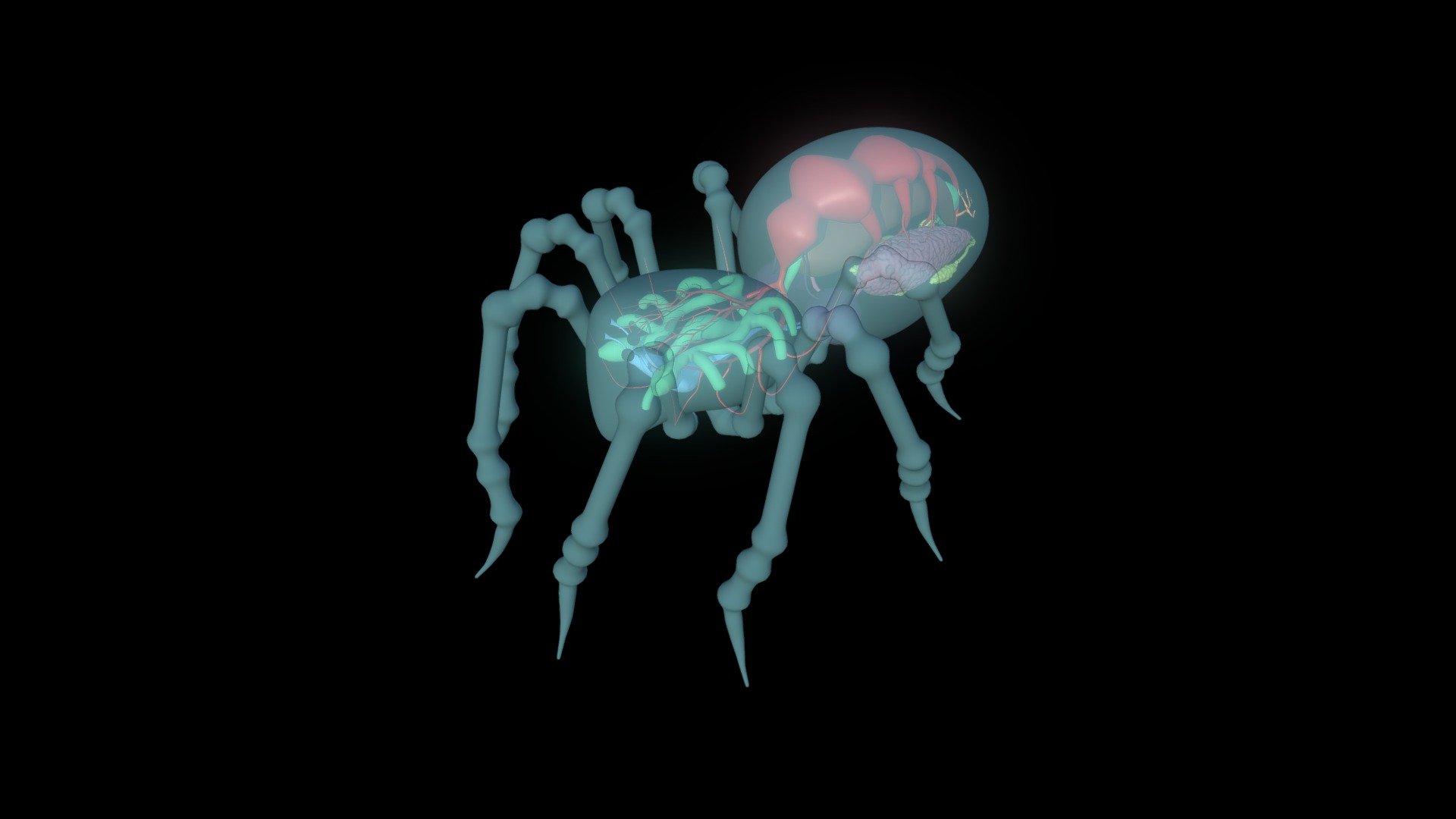 Spider Anatomy - 3D model by Soma3D [8e01e6e] - Sketchfab